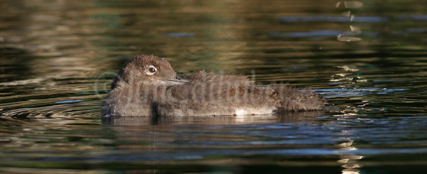 Common Loon, chick preening