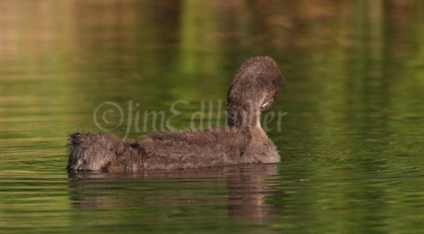 Common Loon, chick preening