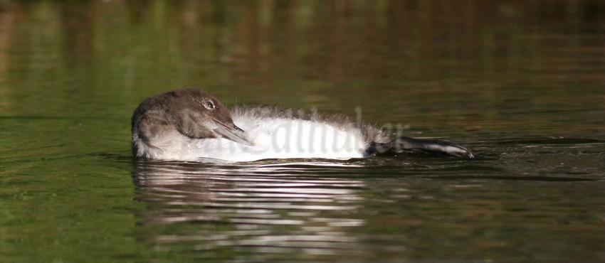 Common Loon, chick preening
