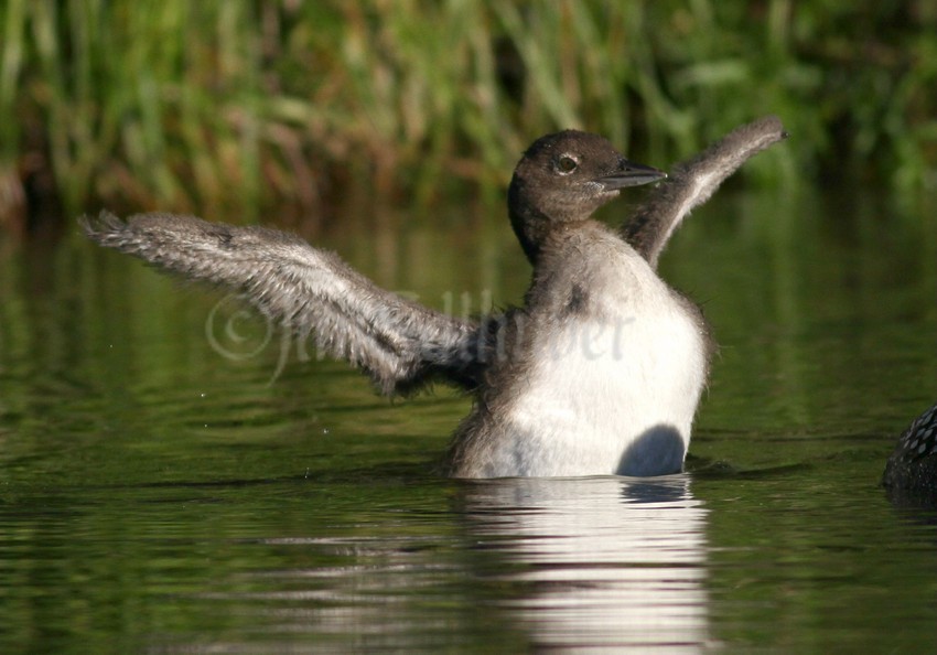 Common Loon, chick stretching