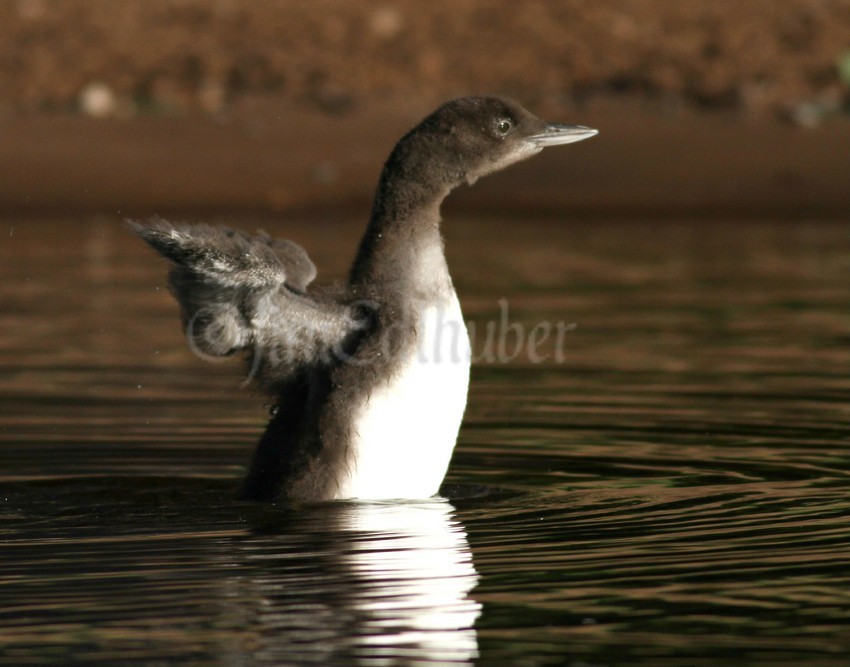 Common Loon, chick stretching