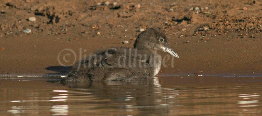 Common Loon, chick need to learn to walk a short distance for nesting