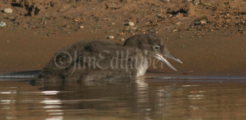 Common Loon, chick need to learn to walk a short distance for nesting