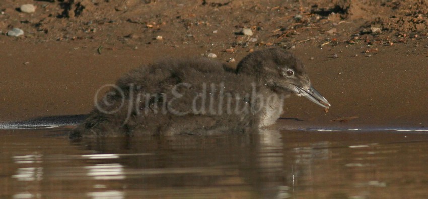 Common Loon, chick eating a worm