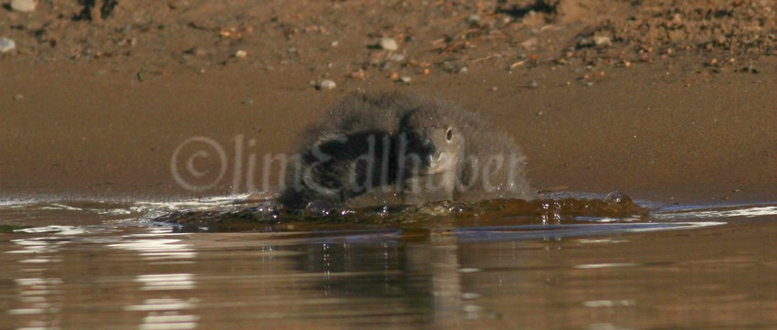 Common Loon, chick heading back out into the water after a short walk on shore