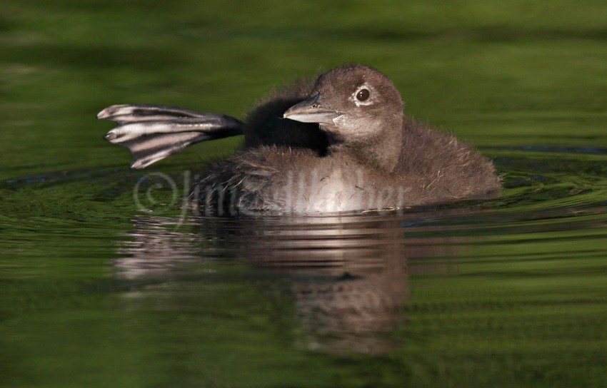 Common Loon, chick stretching a leg
