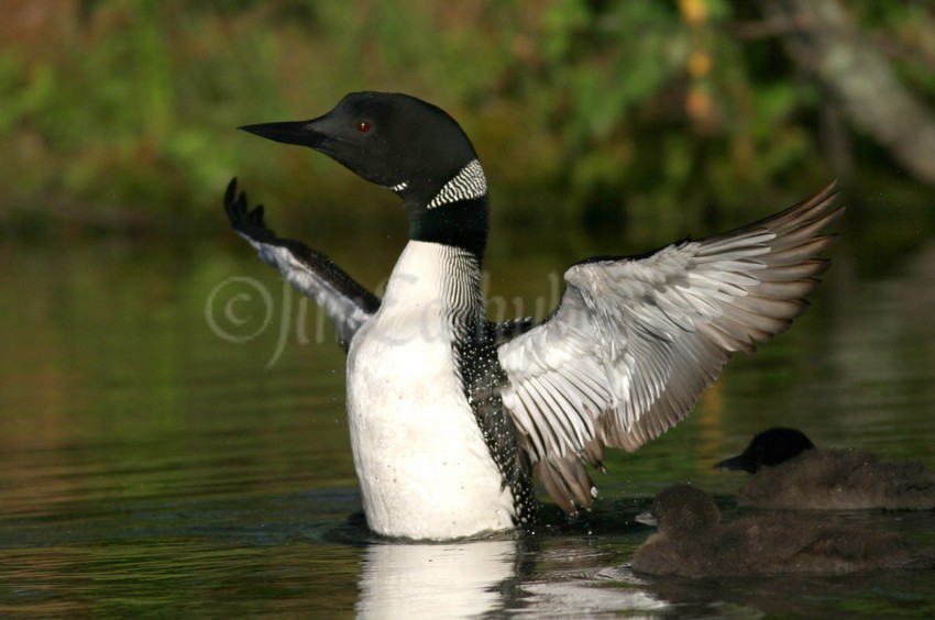 Common Loon, adult stretching