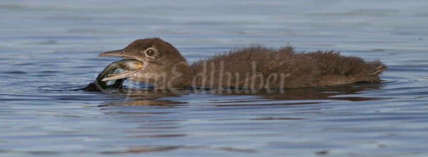 Common Loon, chick with fish