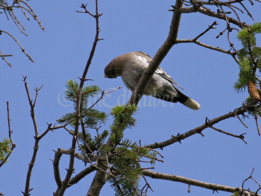 Preening