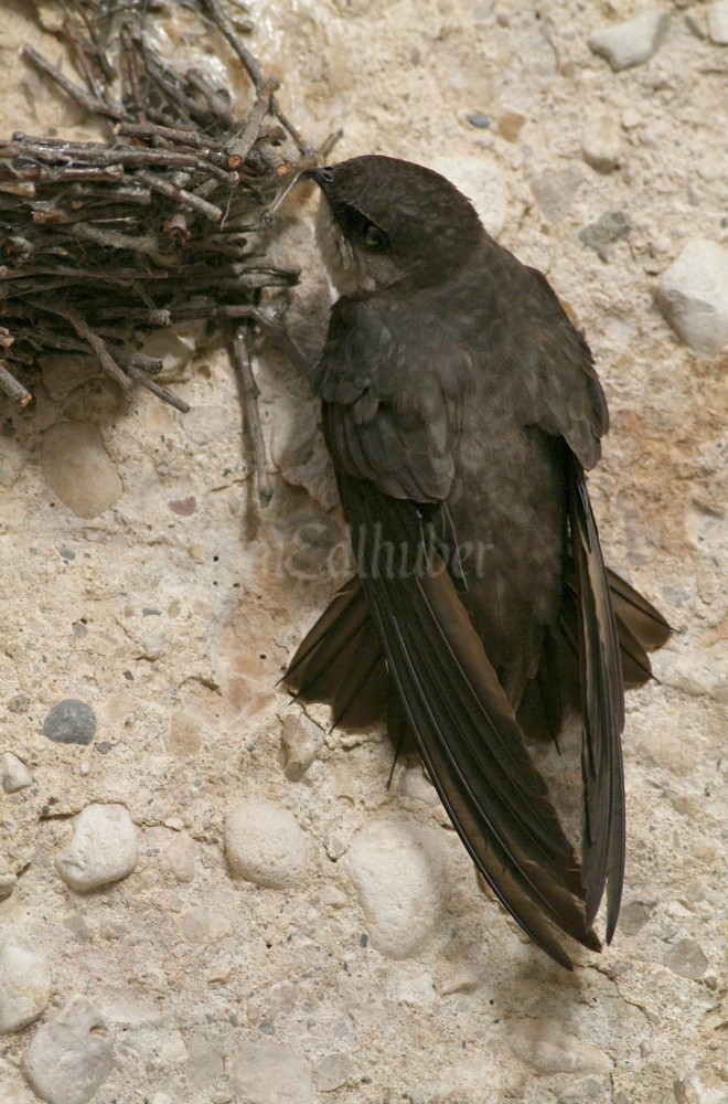 Dropping down below the nest a little then it flies up into the nest