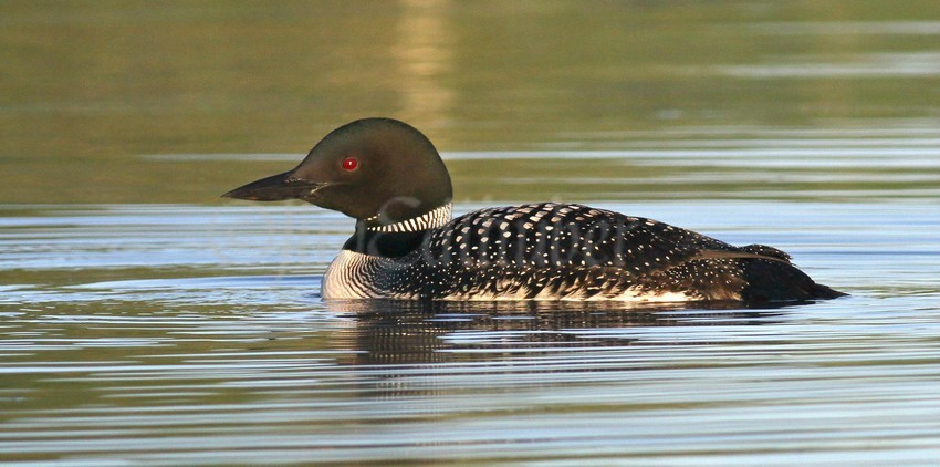 Common Loon, adult