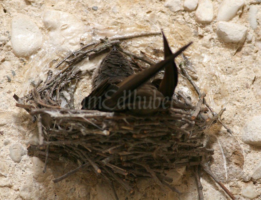 Chin up against the silo wall in a different location on the nest