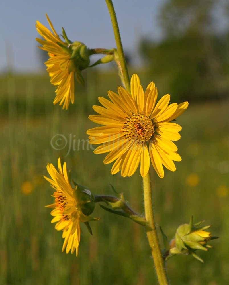 Compass Plant, Silphium laciniatum