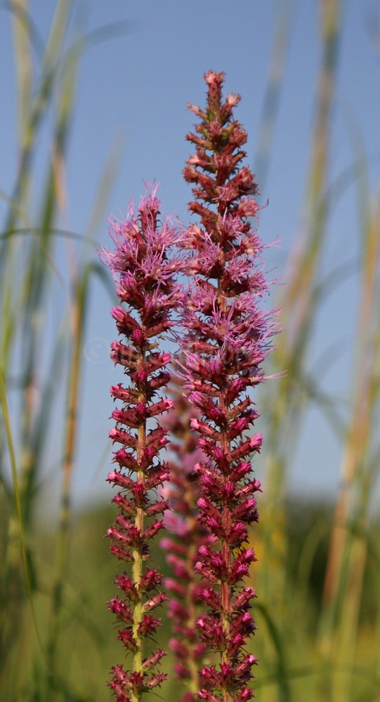 Dense Blazingstar, Liatris spicata