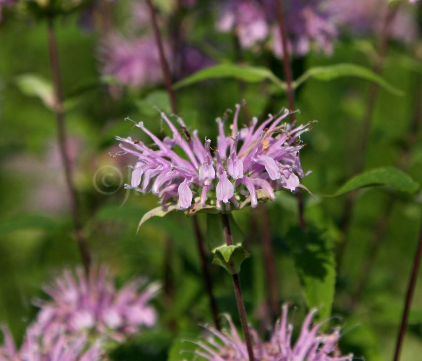 Wild Bergamot, Monarda fistulosa