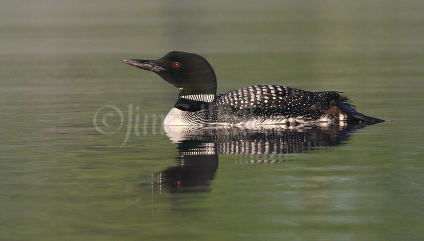 Common Loon, adult