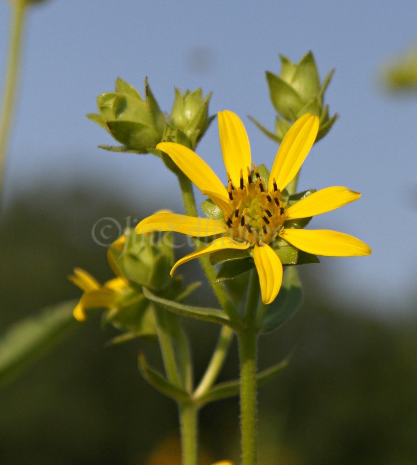 Rosenweed, Silphium integrifolium