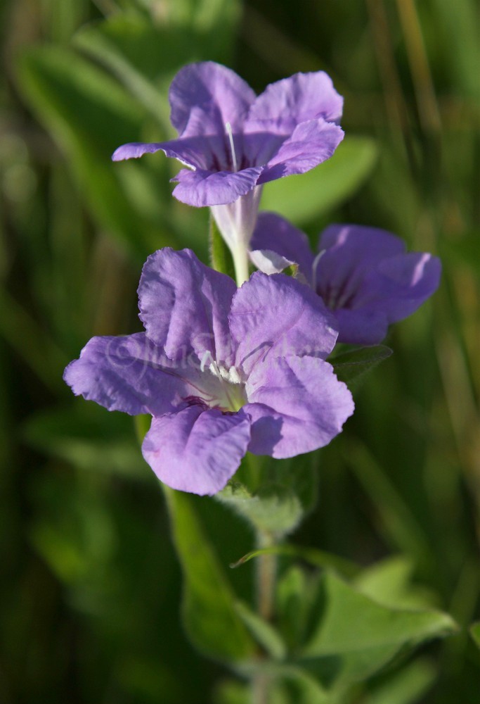 Wild Petunia, Ruellia humilis