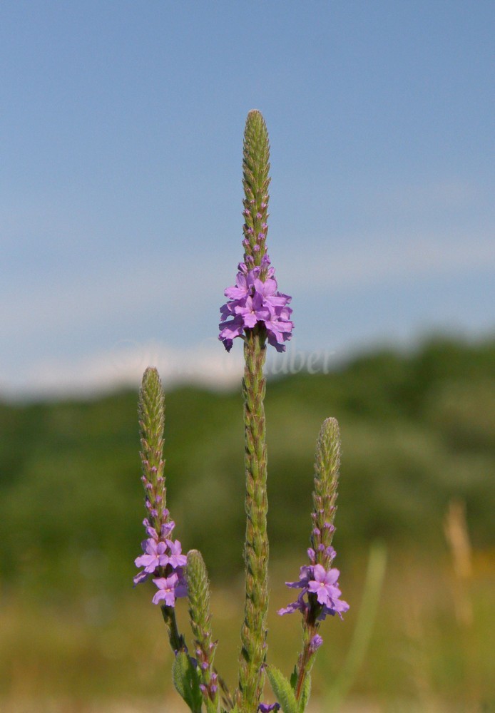 Hoary Vervain, Verbena stricta