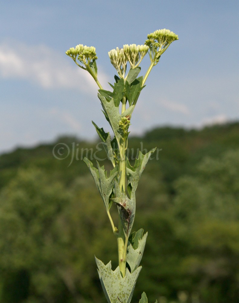 Prairie Indian Plantain, Arnogossum plantagineum