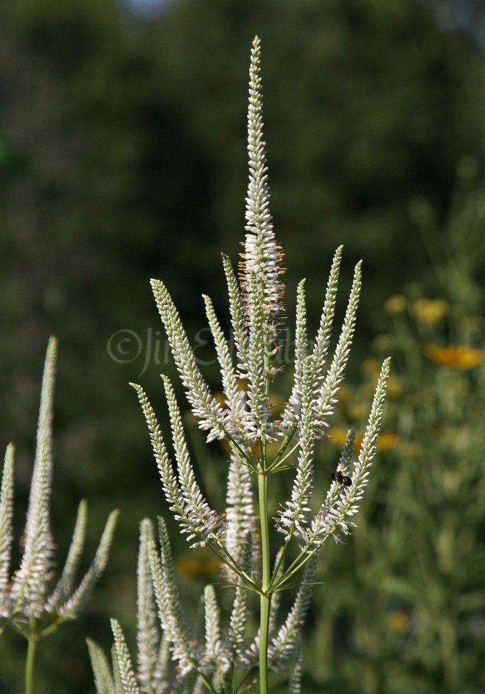 Culver's Root, Veronicastrum virginicum