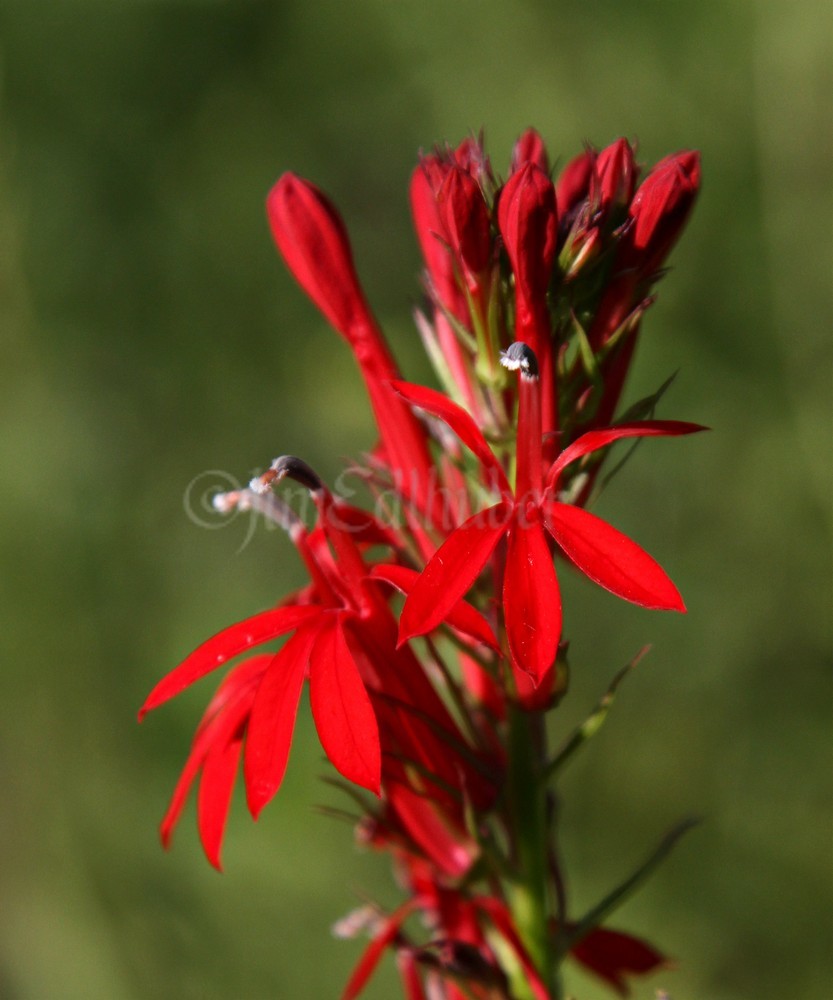 Cardinal Flower, Lobelia cardinalis