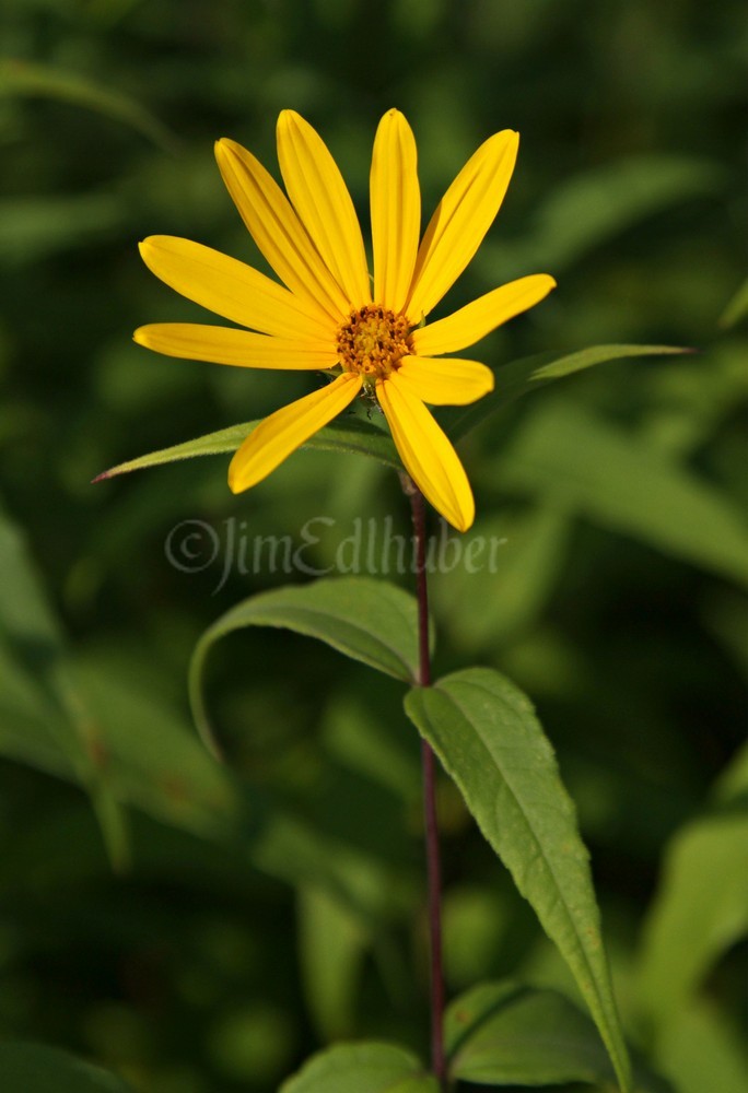 Woodland Sunflower, Helianthus divaricatus