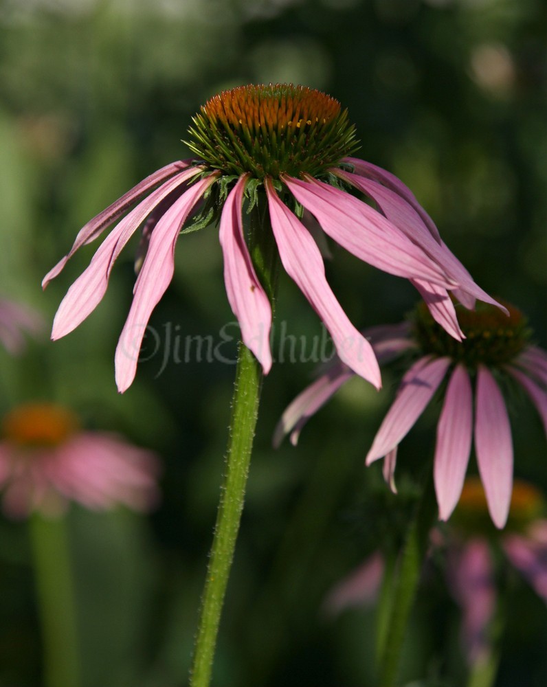 Purple Coneflower, Echinacea purpurea