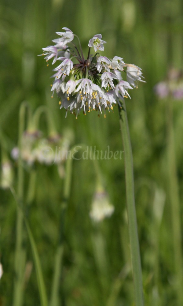 Nodding Onion, Allium cernuum