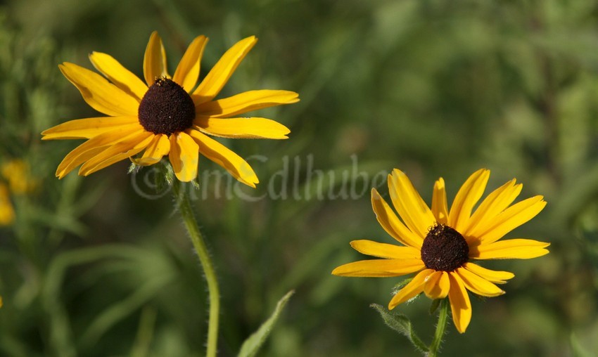 Sweet Black-eyed Susan, Rudbeckia subtomentosa