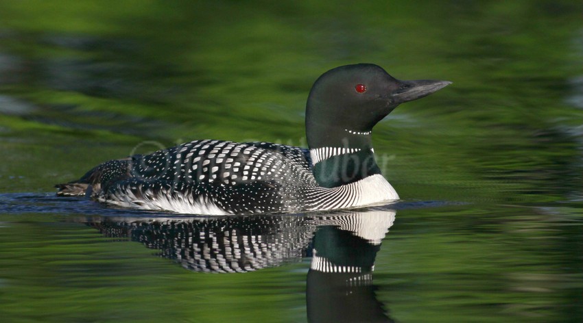 Common Loon adult