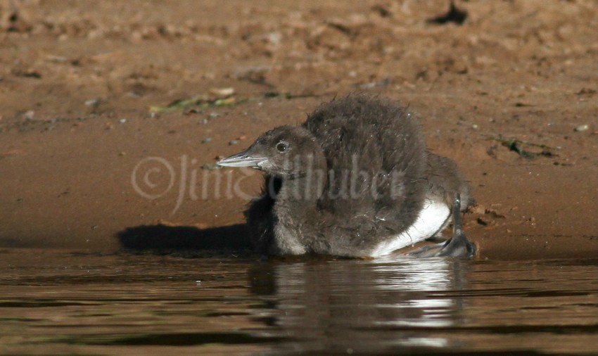 Common Loon, chick training time on the beach