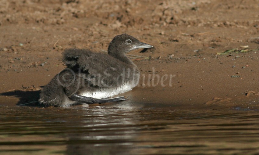Common Loon, chick, walking on the beach