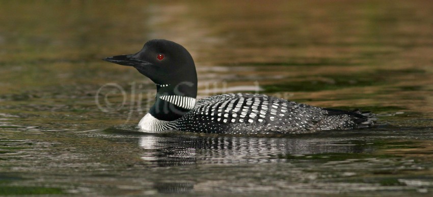 Common Loon, adult