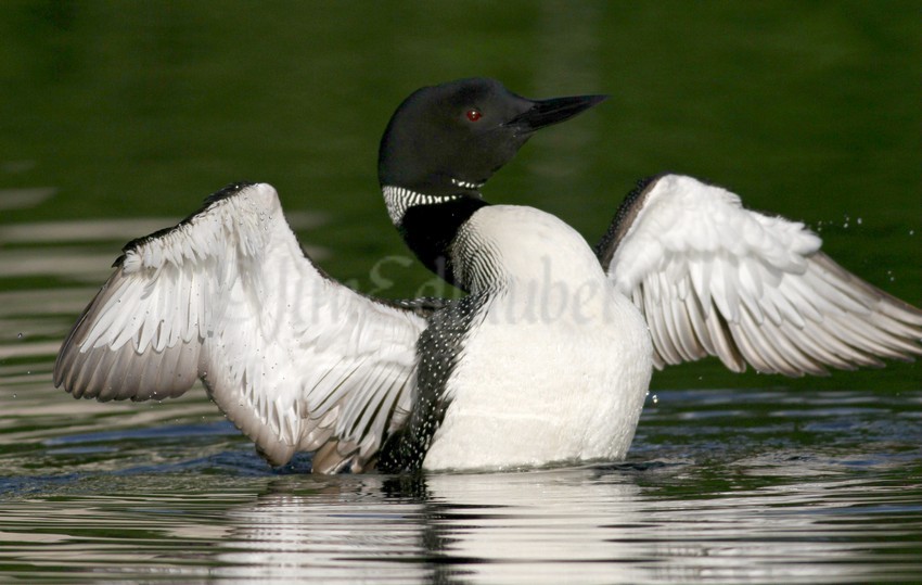 Common Loon, adult stretching