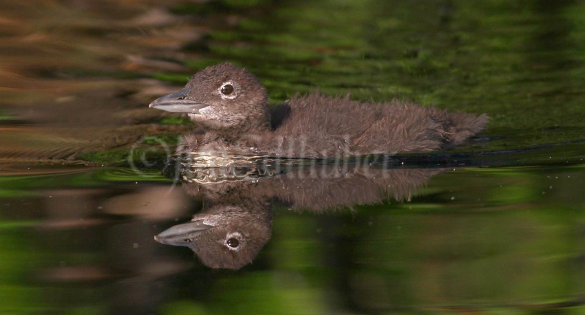 Common Loon, chick