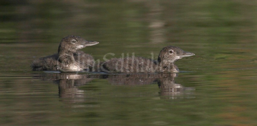 Common Loon, chicks