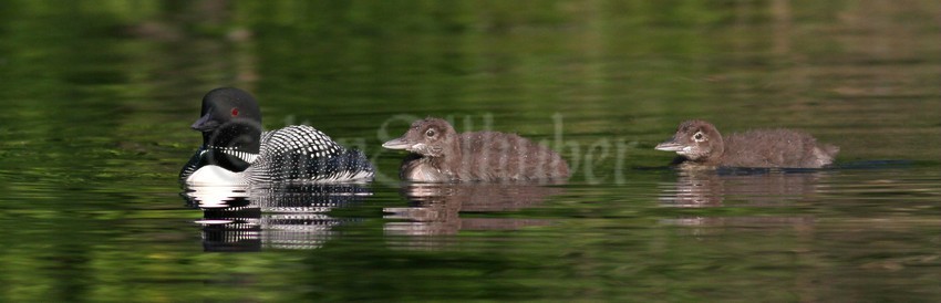 Common Loon, adult with chick