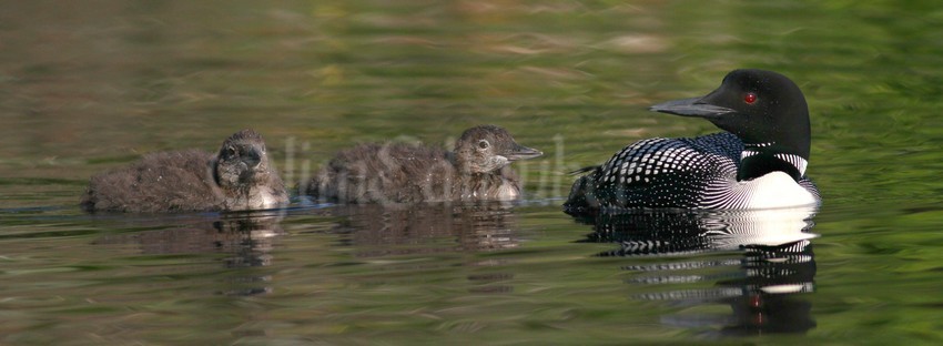 Common Loon, adult with chicks