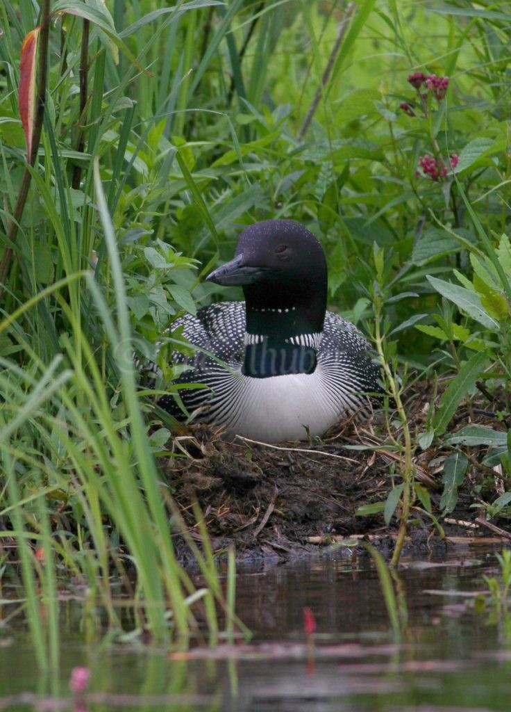 Common Loon, adult on nest