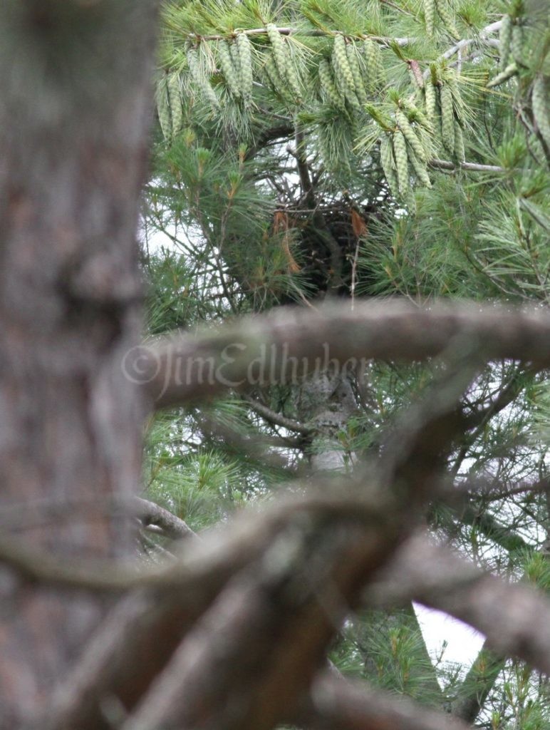 The nest up very high