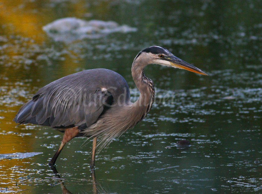 Sneaking through the water looking for its next snack