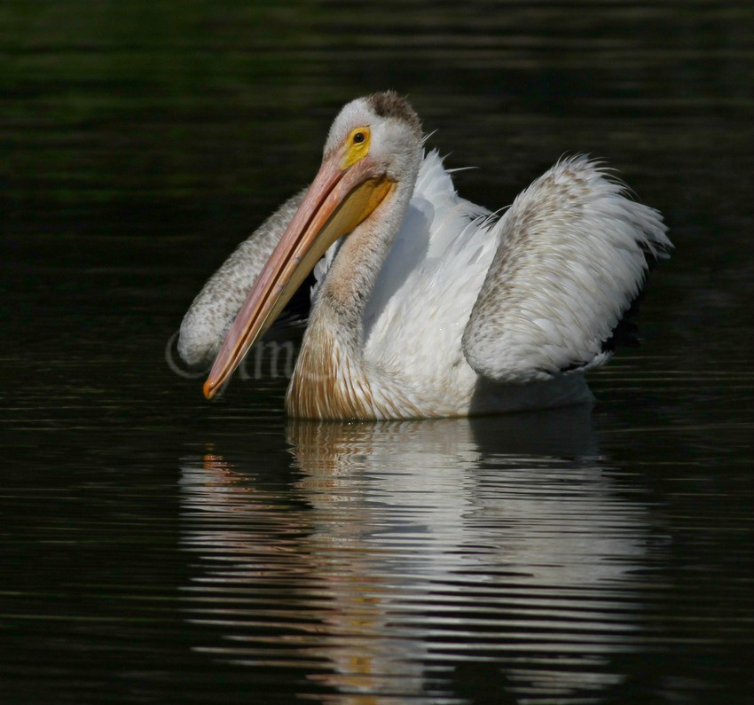 American White Pelican