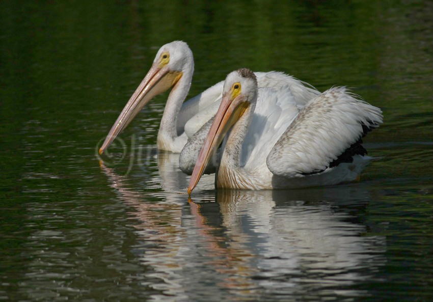 American White Pelicans