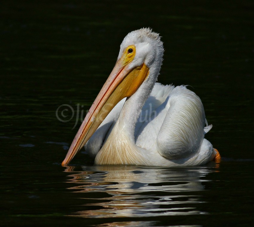 American White Pelican