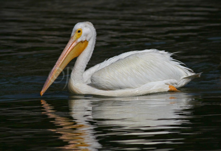 American White Pelican