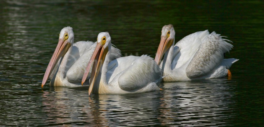 American White Pelicans