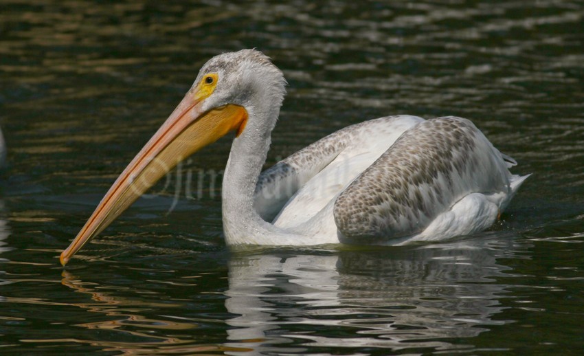 American White Pelican