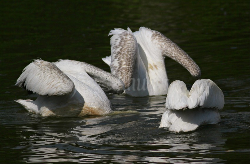 Going down once again, they do this for hours, typically how the pelican fishes for food