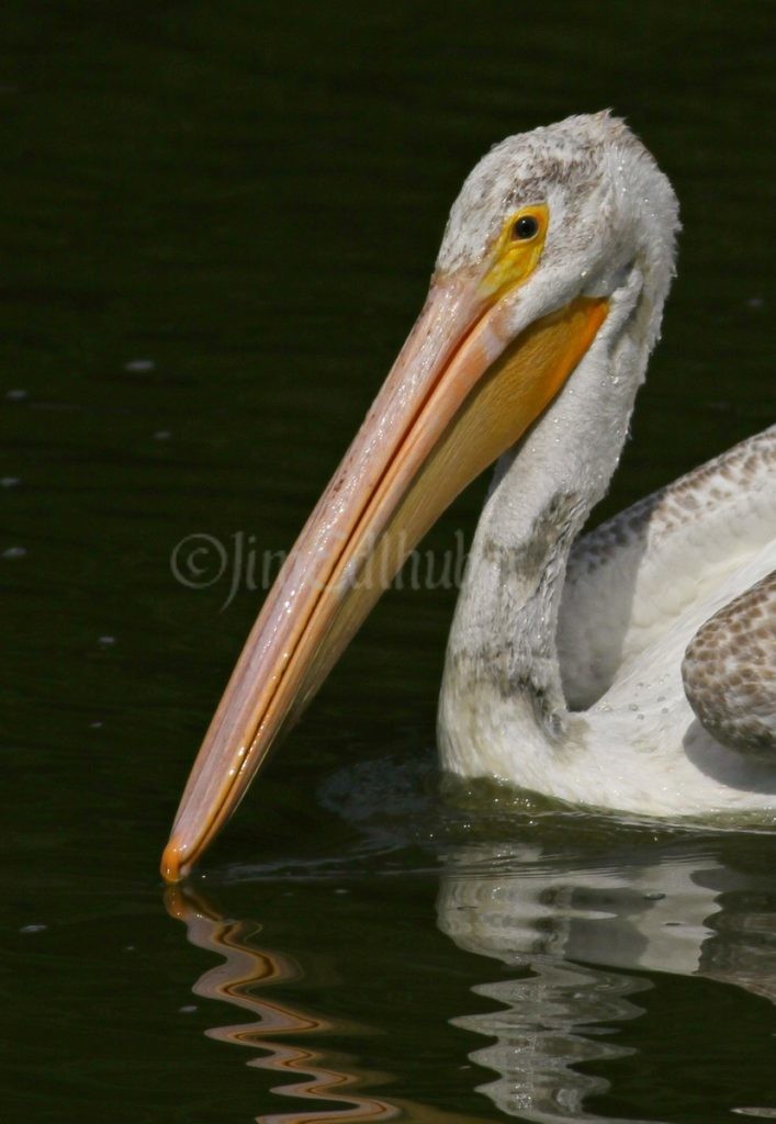 American White Pelican